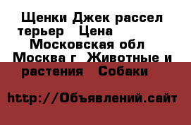 Щенки Джек рассел терьер › Цена ­ 25 000 - Московская обл., Москва г. Животные и растения » Собаки   